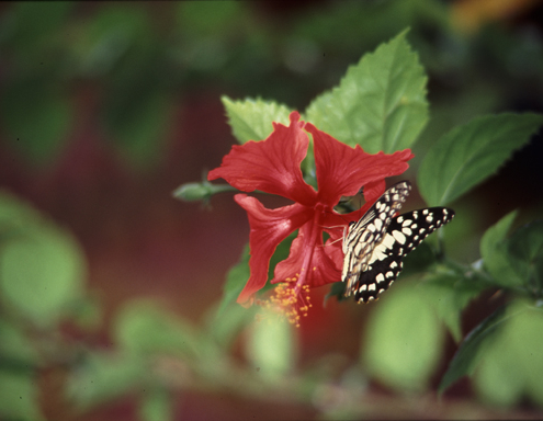 Flower and butterfly, Luang Prabang