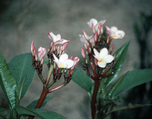 Frangipani flowers, Udomsai